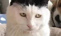 猫猫吃瓜娱乐圈,趣味横生的娱乐圈幕后故事